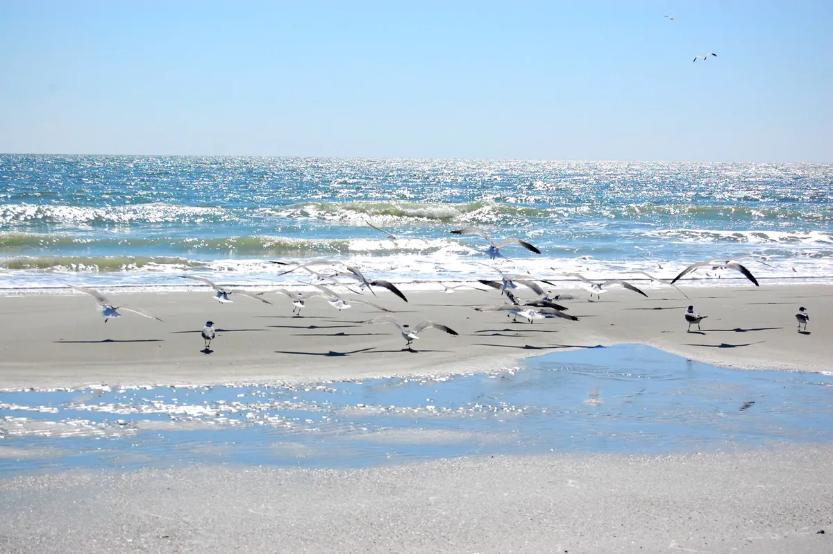 A peaceful stretch of sandy beach dotted with a flock of seagulls, shimmering ocean waves, and wide, open sky. The wet sand reflects the early morning light, evoking the tranquil start of a new day at the shoreline.